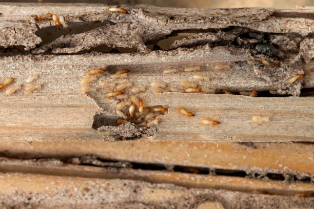 Best Affordable Pest Control Services  in Crofton, MD